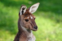 Close-up of a kangaroo's head. Original public domain image from <a href="https://commons.wikimedia.org/wiki/File:Cute_Kangaroo_(Unsplash).jpg" target="_blank" rel="noopener noreferrer nofollow">Wikimedia Commons</a>