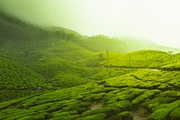 Lush green fields covered in mist. Original public domain image from Wikimedia Commons