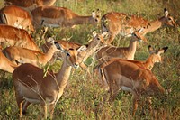 Field of impala graze in the grass. Original public domain image from Wikimedia Commons