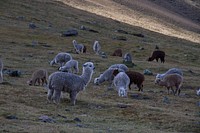 Several alpacas grazing on a hillside in Peru. Original public domain image from <a href="https://commons.wikimedia.org/wiki/File:Peruvian_alpacas_(Unsplash).jpg" target="_blank" rel="noopener noreferrer nofollow">Wikimedia Commons</a>