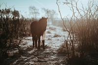 Black horse during the daytime. Original public domain image from Wikimedia Commons