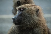 Macro of monkey's face with eyes closed and light brown fur. Original public domain image from <a href="https://commons.wikimedia.org/wiki/File:Monkey_closed_eyes_(Unsplash).jpg" target="_blank" rel="noopener noreferrer nofollow">Wikimedia Commons</a>