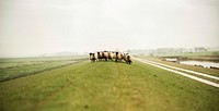 Group of sheep stand in the middle of field in Germany. Original public domain image from Wikimedia Commons