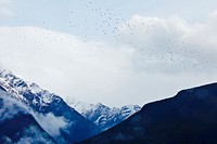 Birds flying above a snowy mountain peak. Original public domain image from Wikimedia Commons