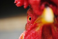 Closeup of an angry rooster's face. Original public domain image from <a href="https://commons.wikimedia.org/wiki/File:Rooster_Face_(Unsplash).jpg" target="_blank" rel="noopener noreferrer nofollow">Wikimedia Commons</a>