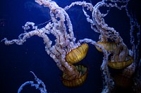 Jellyfish underwater. Original public domain image from Wikimedia Commons