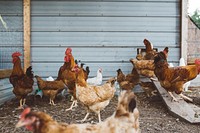 A barn of chickens and roosters grazing and feeding. Original public domain image from <a href="https://commons.wikimedia.org/wiki/File:Arkansas_chickens_(Unsplash).jpg" target="_blank" rel="noopener noreferrer nofollow">Wikimedia Commons</a>
