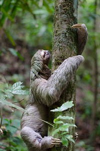 Sloth climbing a tree. Original public domain image from Wikimedia Commons