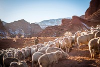 Farmer herds sheep on the mountain in Kyrgyzstan. Original public domain image from Wikimedia Commons