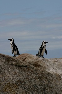 Penguins face opposite directions atop a rock in South Africa. Original public domain image from <a href="https://commons.wikimedia.org/wiki/File:Penguins_Go_Separate_Ways_(Unsplash).jpg" target="_blank" rel="noopener noreferrer nofollow">Wikimedia Commons</a>