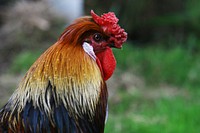 Portrait of a chicken in a farm field. Original public domain image from Wikimedia Commons