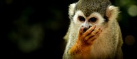 Small monkey covering mouth. Dominican Republic. Original public domain image from Wikimedia Commons