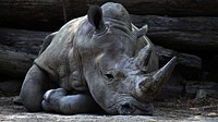 Sleepy rhino lays down on the ground. Original public domain image from Wikimedia Commons