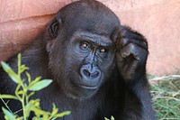 Pensive portrait of a young gorilla at a zoo. Original public domain image from <a href="https://commons.wikimedia.org/wiki/File:Portrait_of_an_Ape_(Unsplash).jpg" target="_blank" rel="noopener noreferrer nofollow">Wikimedia Commons</a>
