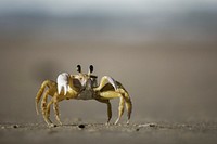 Macro shot of a fiddler crab on a sand beach at Barra da Lagoa. Original public domain image from Wikimedia Commons