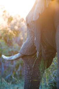 Elephant in Hluhluwe, South Africa. Original public domain image from Wikimedia Commons