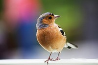 Curious Chaffinch. Original public domain image from Wikimedia Commons