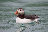 Wild puffin swims in the ocean water alone. Original public domain image from <a href="https://commons.wikimedia.org/wiki/File:Solo_Swim_(Unsplash).jpg" target="_blank" rel="noopener noreferrer nofollow">Wikimedia Commons</a>