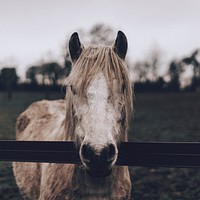 A gray horse with a shaggy mane with its head over a fence in Prestwood. Original public domain image from Wikimedia Commons