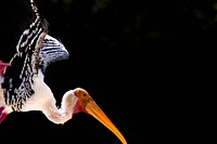 Stork spreads its wings to fly in Ranganathittu Bird Sanctuary, Karimanti, India. Original public domain image from Wikimedia Commons