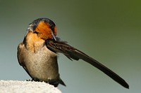 Bird picking at its wing. Original public domain image from Wikimedia Commons