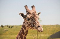 High shot of a giraffe's head and face at a zoo. Original public domain image from Wikimedia Commons