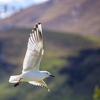 White bird flying in the sky. Original public domain image from Wikimedia Commons