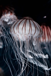 Jellyfish with stripes. Original public domain image from <a href="https://commons.wikimedia.org/wiki/File:Valencia,_Spain_(Unsplash_v4qvXTnr8gQ).jpg" target="_blank">Wikimedia Commons</a>