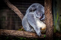 Koala. Original public domain image from Wikimedia Commons