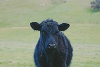 Black cow. Original public domain image from Wikimedia Commons