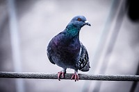 Macro of a pigeon balanced on a steel wire turning its head. Original public domain image from Wikimedia Commons