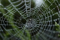 Spider web. Original public domain image from Wikimedia Commons