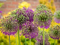 Purple allium in bloom. Original public domain image from <a href="https://commons.wikimedia.org/wiki/File:Purple_allium_in_bloom.jpg" target="_blank" rel="noopener noreferrer nofollow">Wikimedia Commons</a>