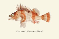 Drawing of a Perch fish