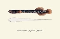 Drawing of an Apoda fish