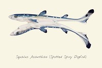Spotted spiny digfish illustration