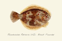 Drawing of a Black Flounder