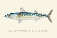 Drawing of a Blue Mackarel fish