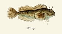 Drawing of a Blenny fish