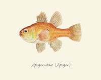 Drawing of an Apogon fish