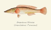 Drawing of a Greenbone Wrasse fish