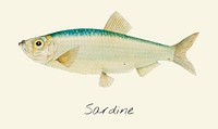 Sardine illustration