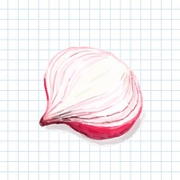 Hand drawn onion watercolor style