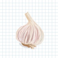 Hand drawn garlic watercolor style