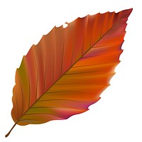 Illustration of leaf isolated on white background