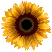 Illustration of sunflower isolated on white background