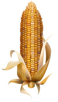 Illustration of corn isolated on white background