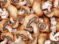 Light brown mushrooms background illustration