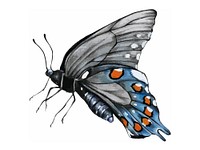 Hand drawn butterfly vector