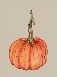 Illustration of a pumpkin
